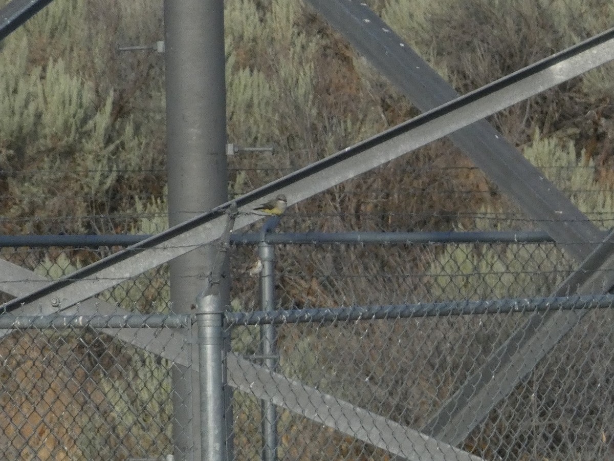 Western Kingbird - ML601450891