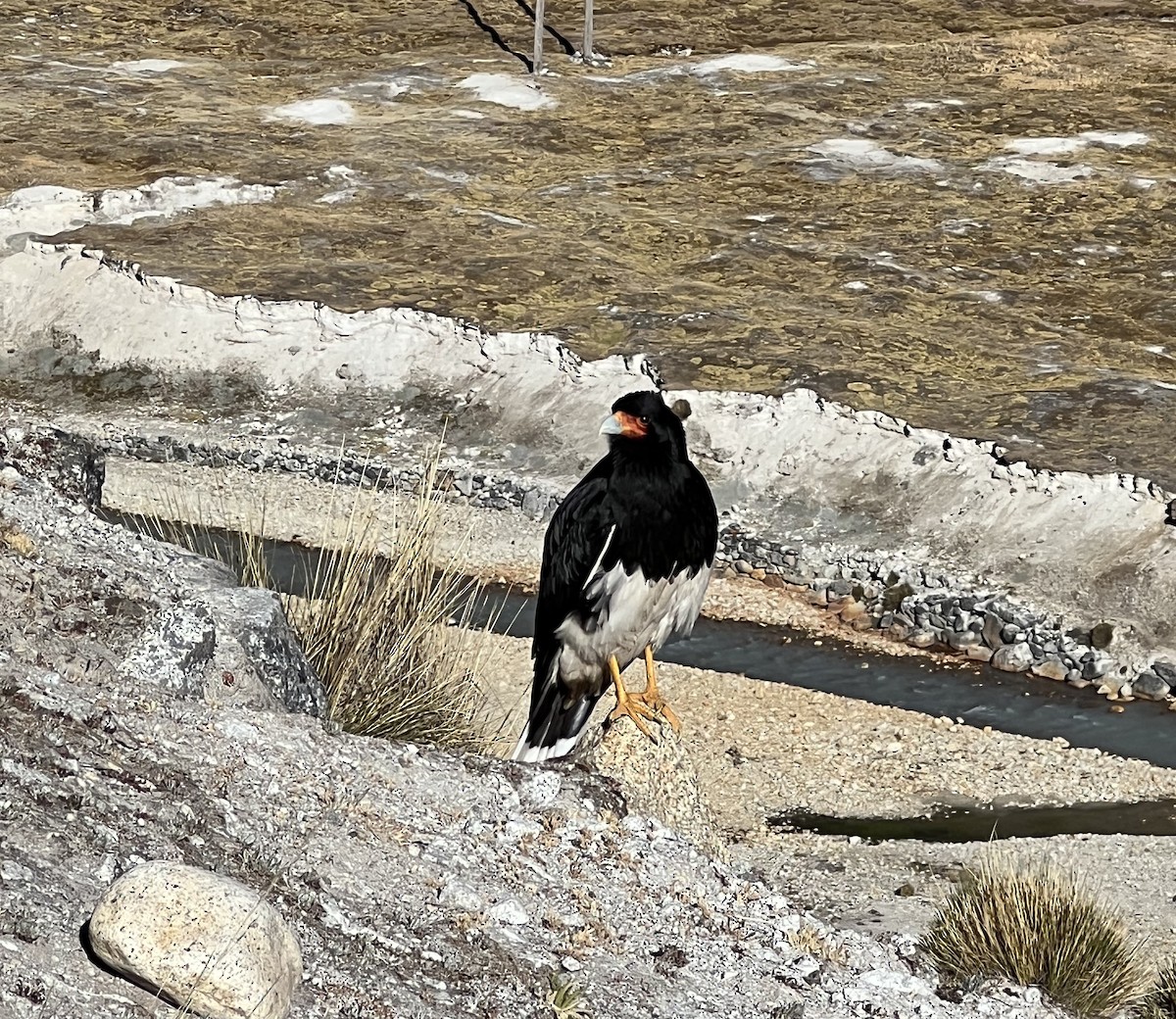 Mountain Caracara - ML601451131