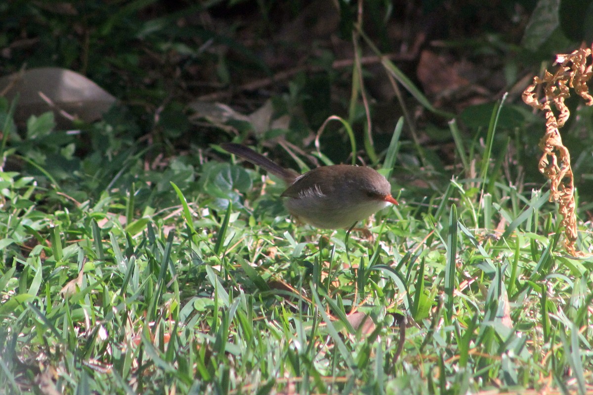 Superb Fairywren - Steve  McIntosh