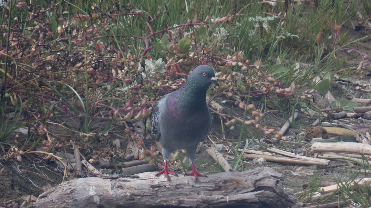 Rock Pigeon (Feral Pigeon) - ML601452661