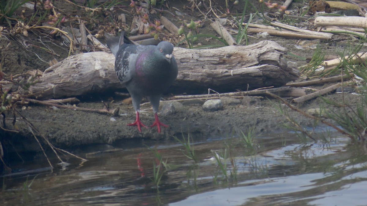 Rock Pigeon (Feral Pigeon) - ML601452671