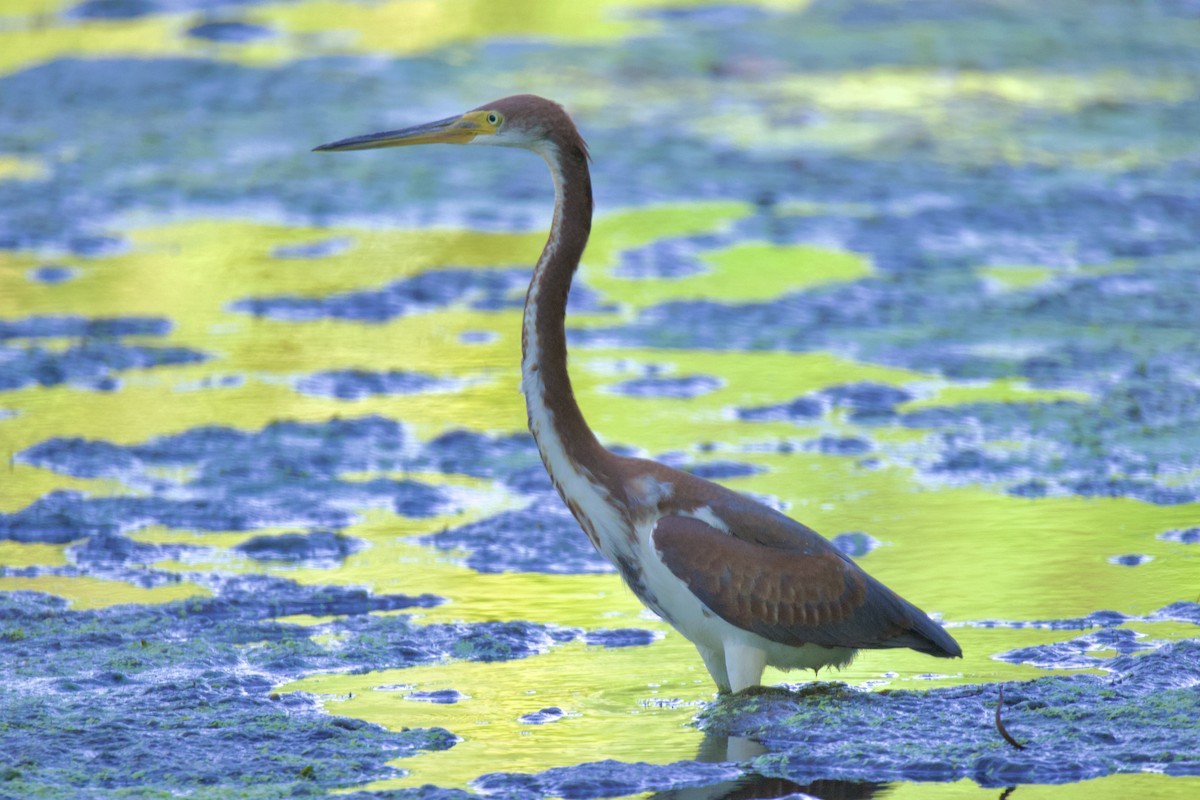 Tricolored Heron - ML601453311