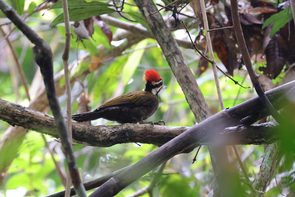 Olive-backed Woodpecker - Yu-Lian Shen