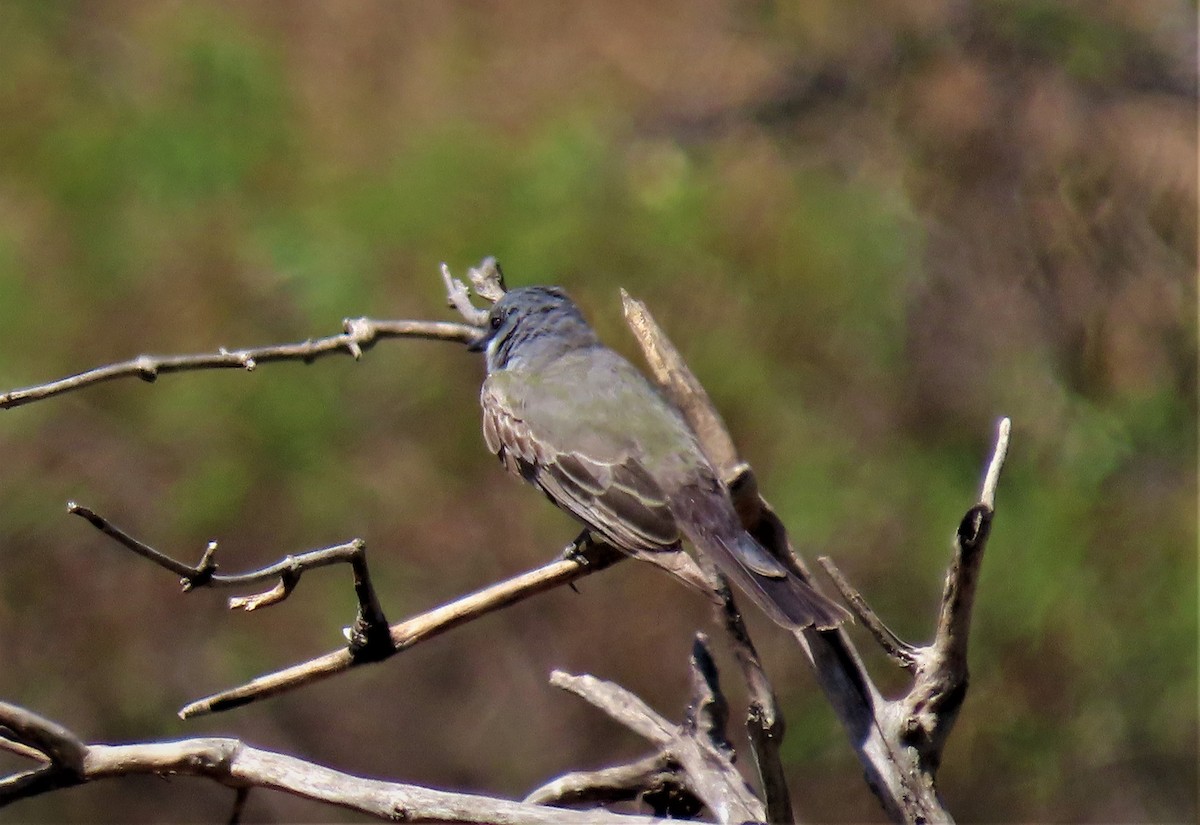 Cassin's Kingbird - ML601454501