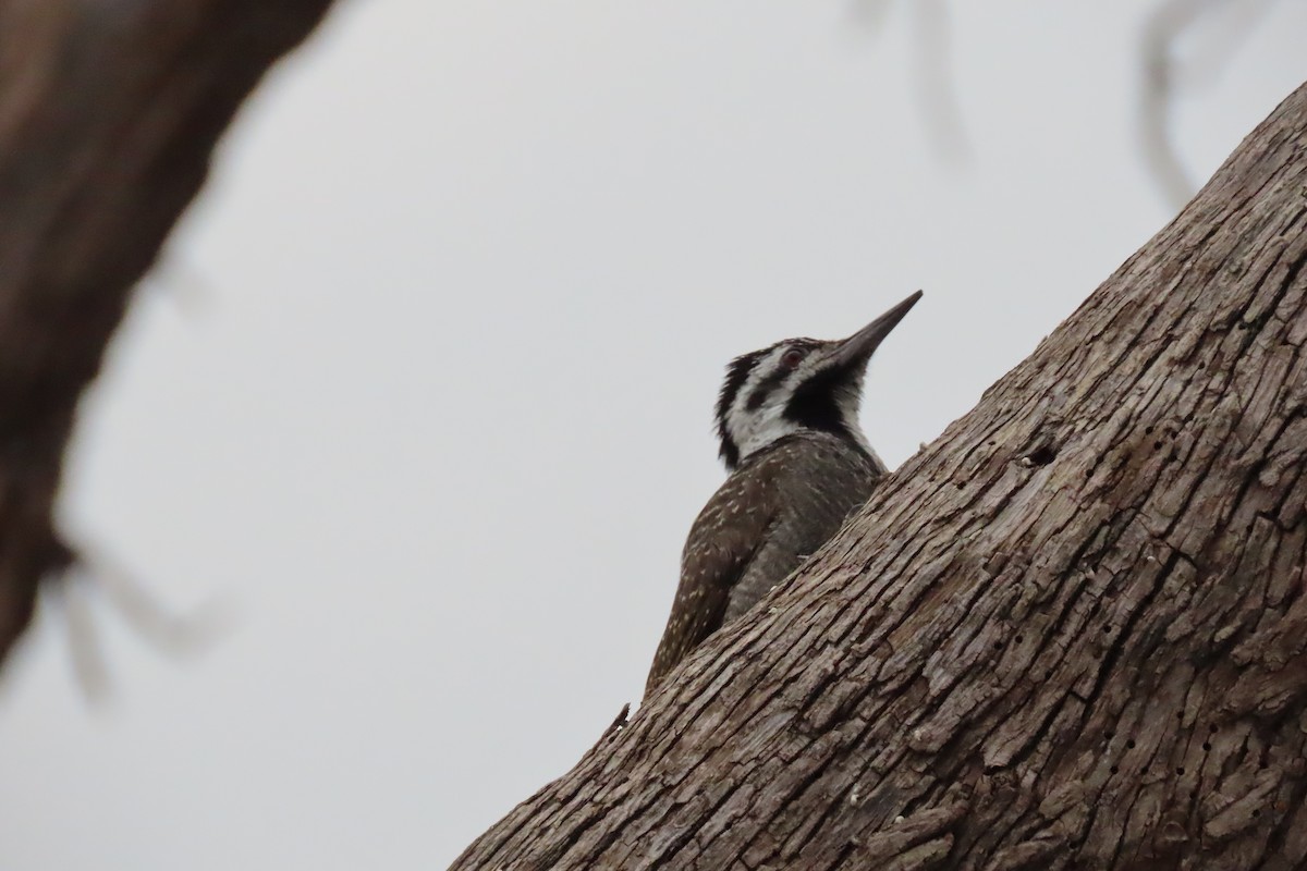 Bearded Woodpecker - ML601454551