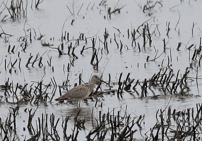 Willet - ML60145621