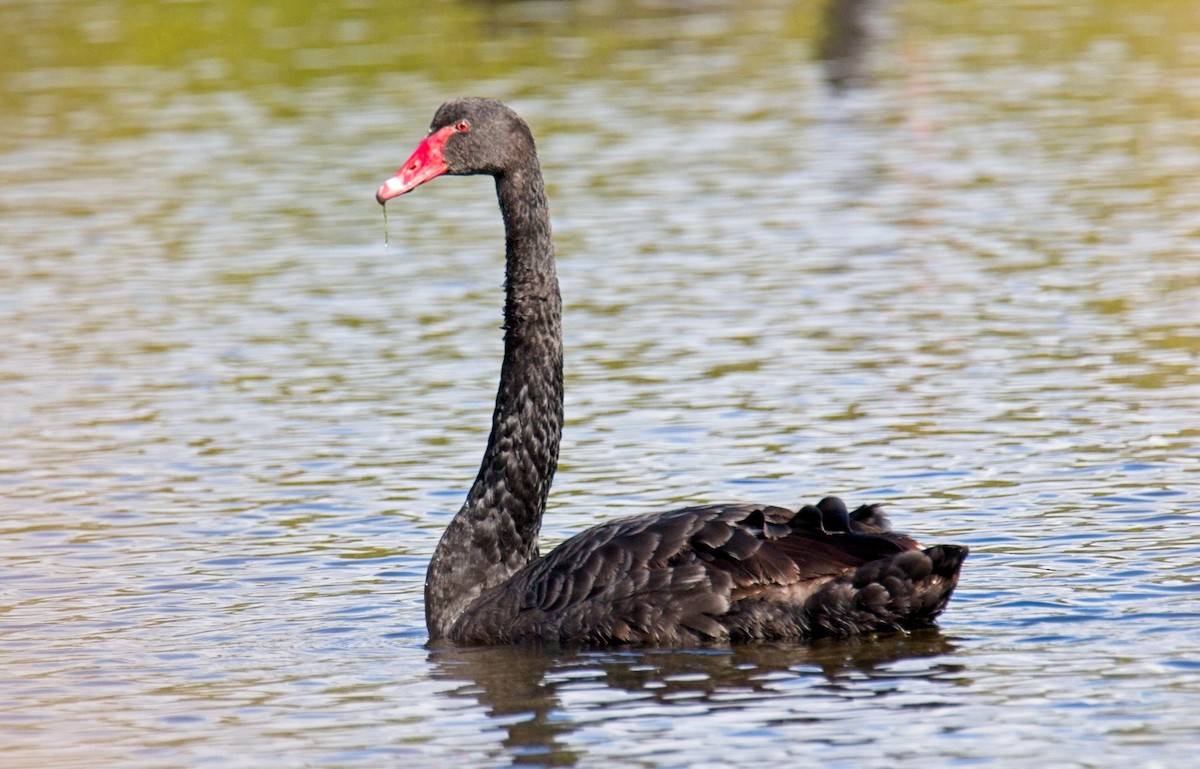 Black Swan - ML601456691