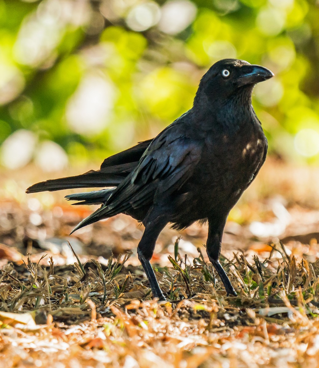 Torresian Crow - Russell Scott