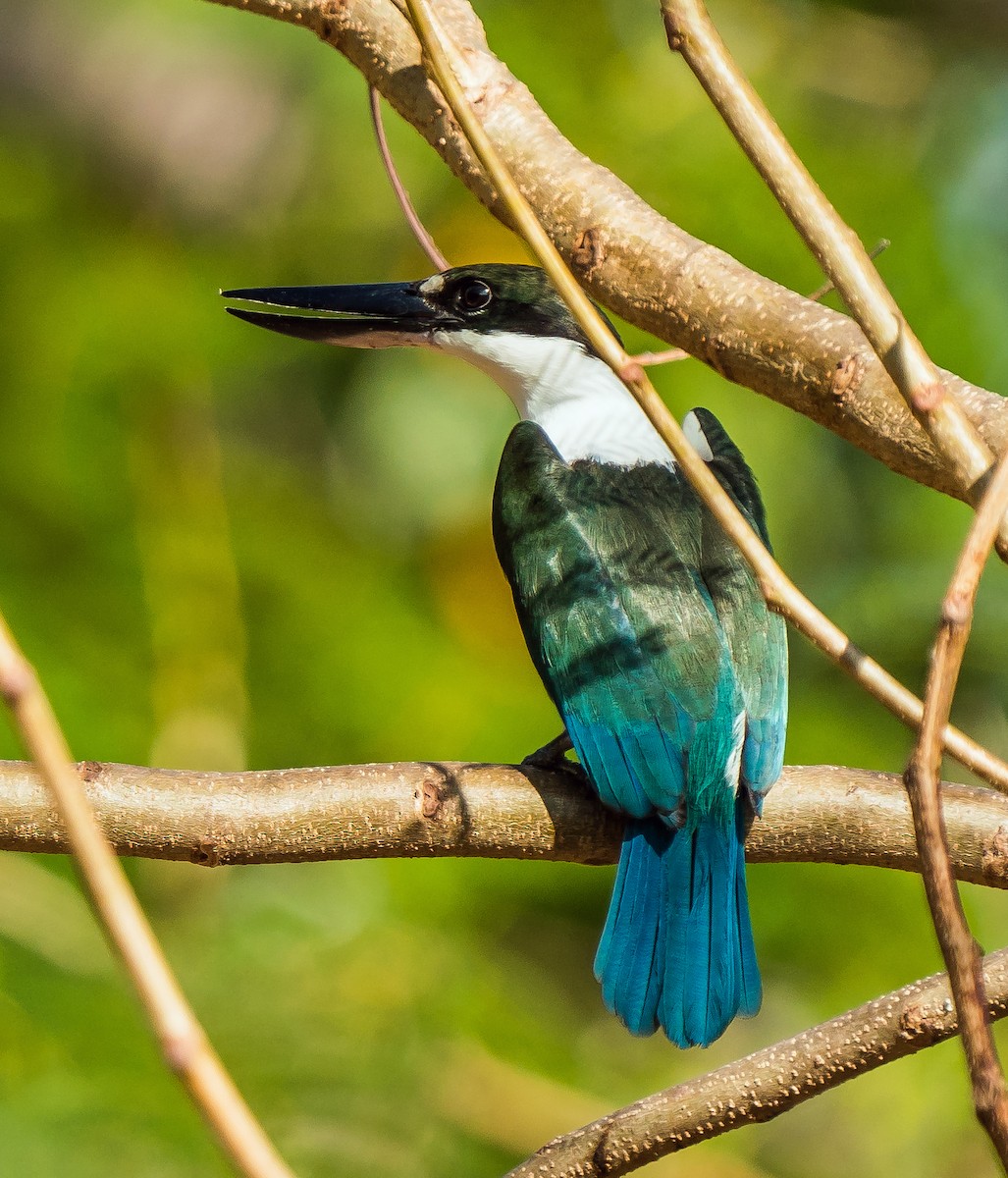 Torresian Kingfisher - Russell Scott