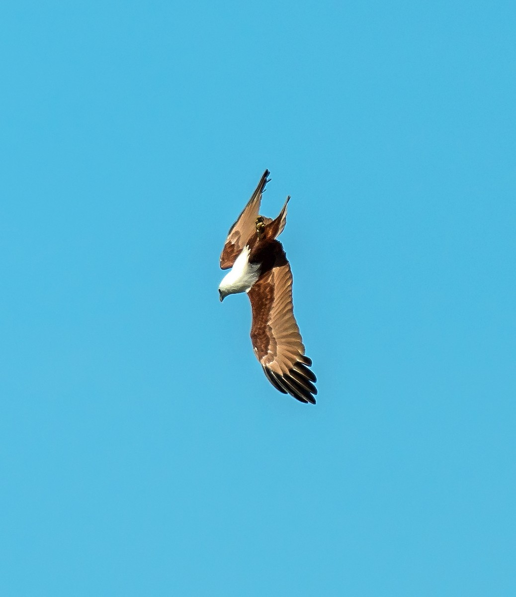 Brahminy Kite - Russell Scott