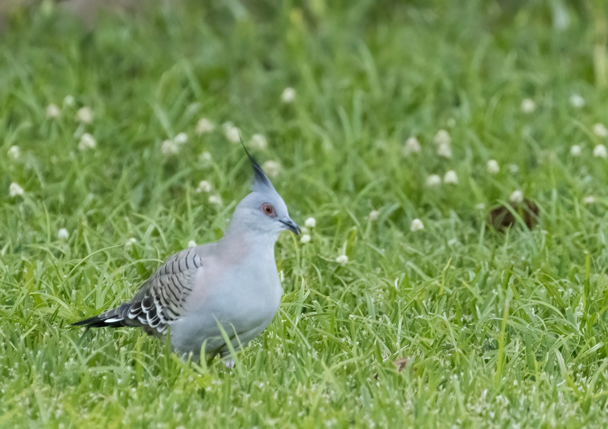 Crested Pigeon - ML601458151
