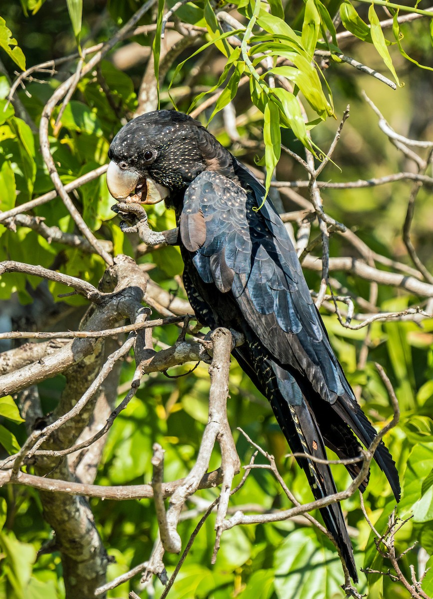 Cacatúa Colirroja - ML601458231