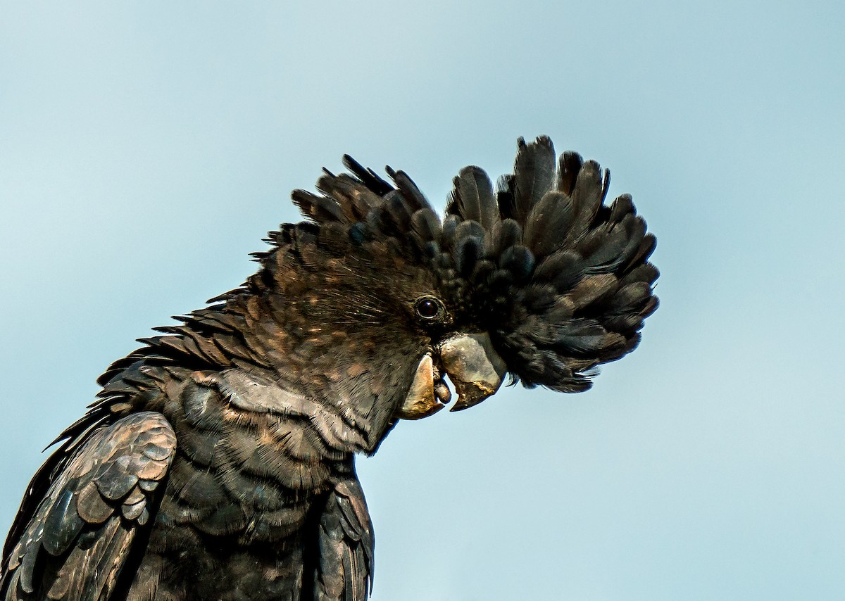 Red-tailed Black-Cockatoo - Russell Scott