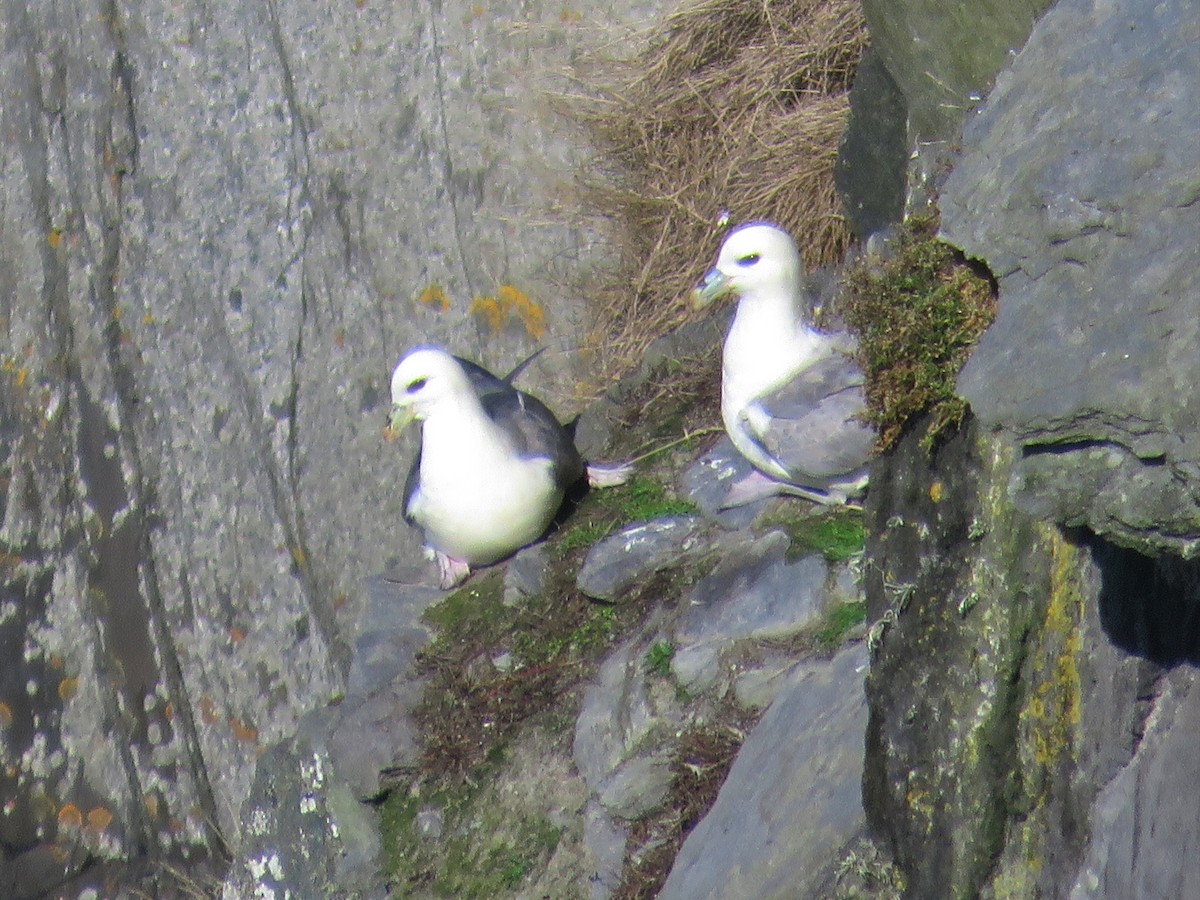 Northern Fulmar - Joyce Brady