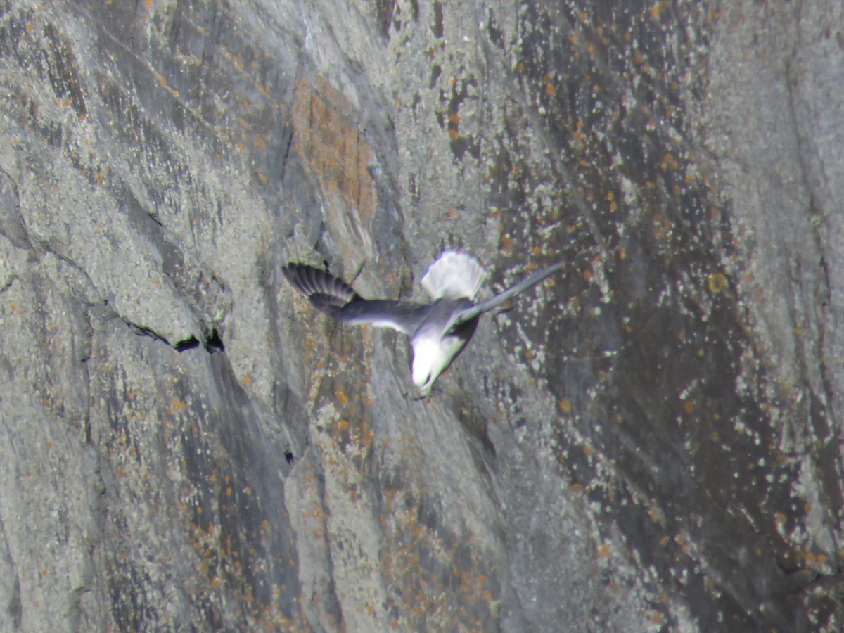 Northern Fulmar - Joyce Brady