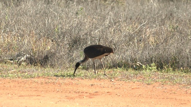 Straw-necked Ibis - ML601458911