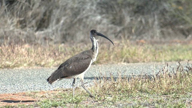 Straw-necked Ibis - ML601458921