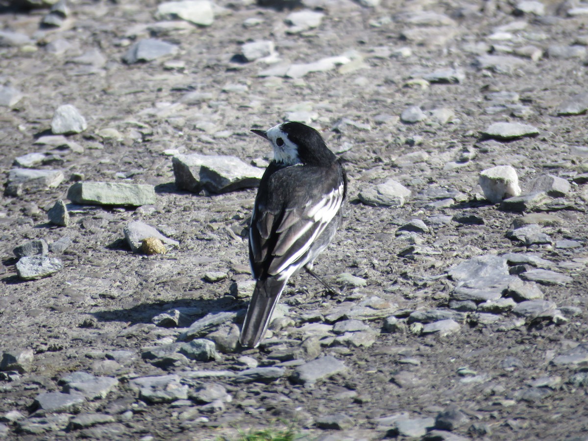 White Wagtail (British) - ML601459091