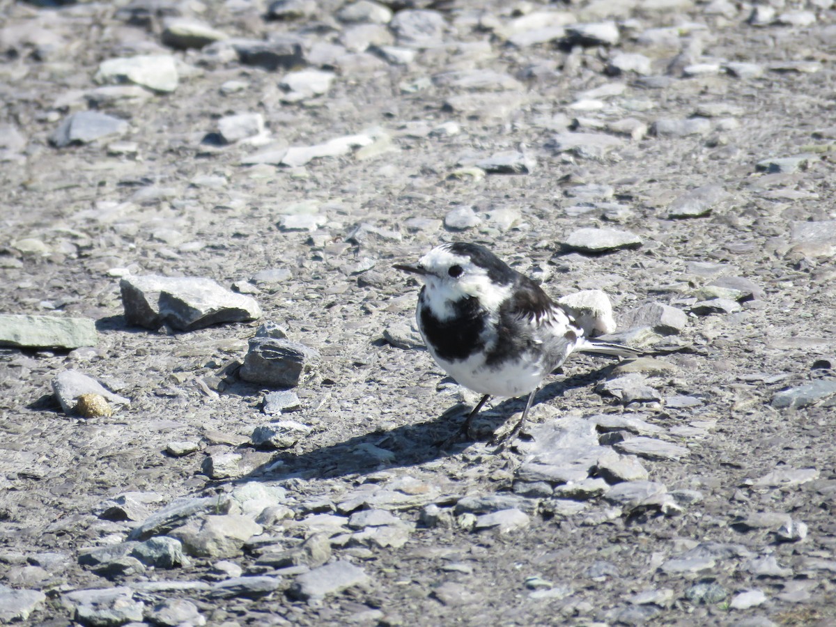 White Wagtail (British) - Joyce Brady