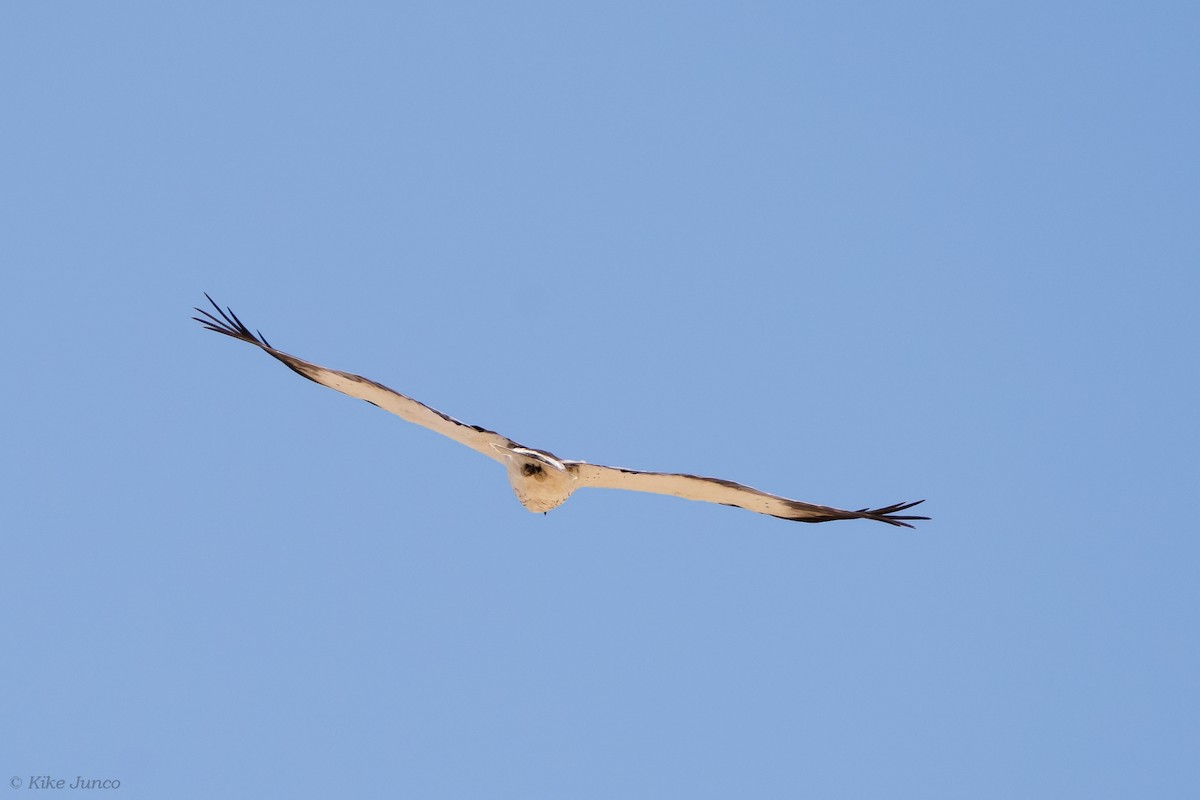 Booted Eagle - ML601459281