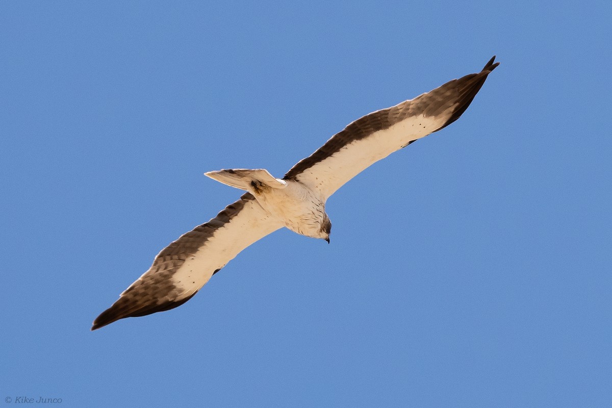 Booted Eagle - ML601459291