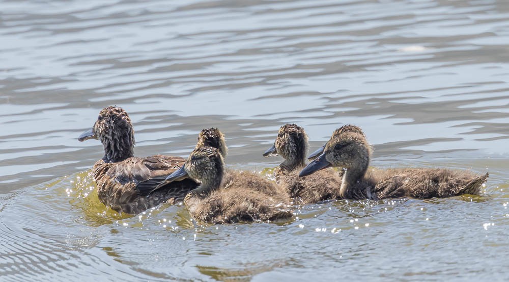 Northern Shoveler - ML601459611