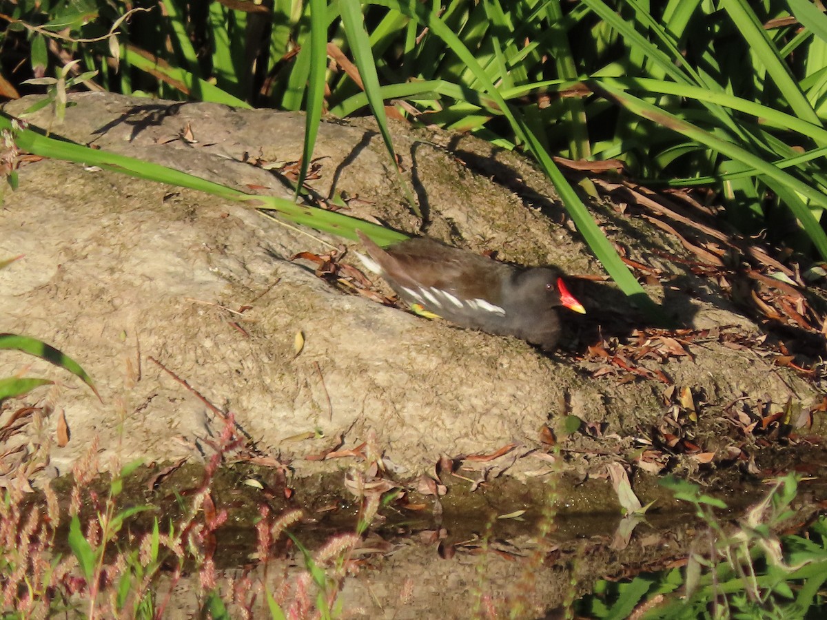 Eurasian Moorhen - ML601459691