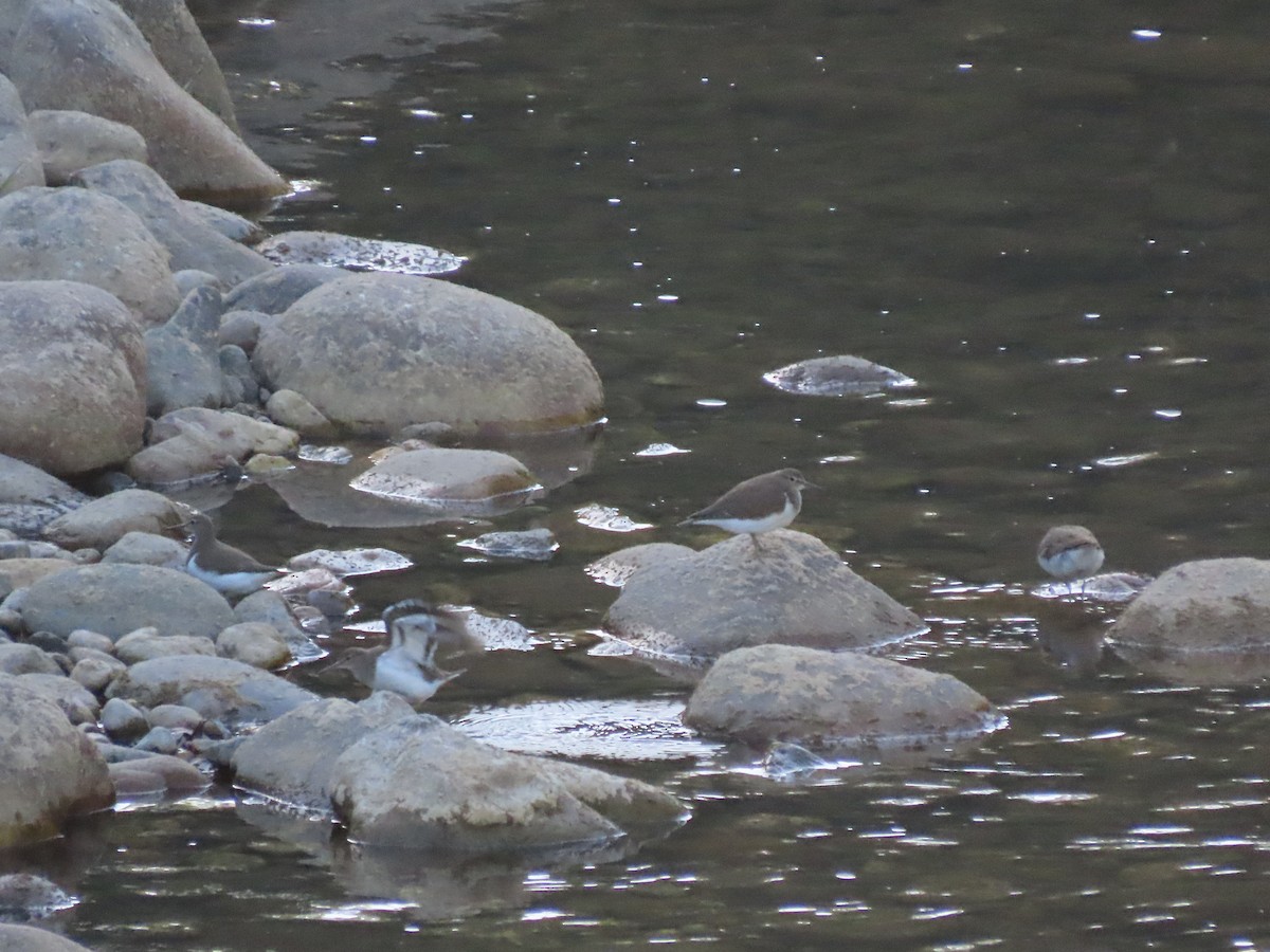 Common Sandpiper - ML601459751