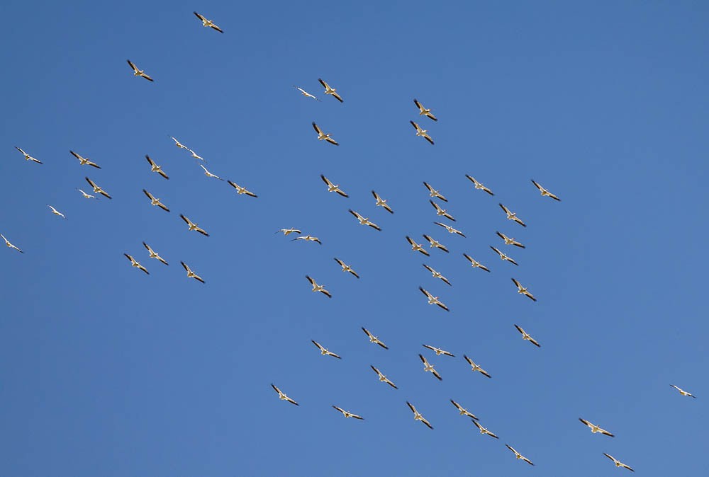 American White Pelican - ML601459771