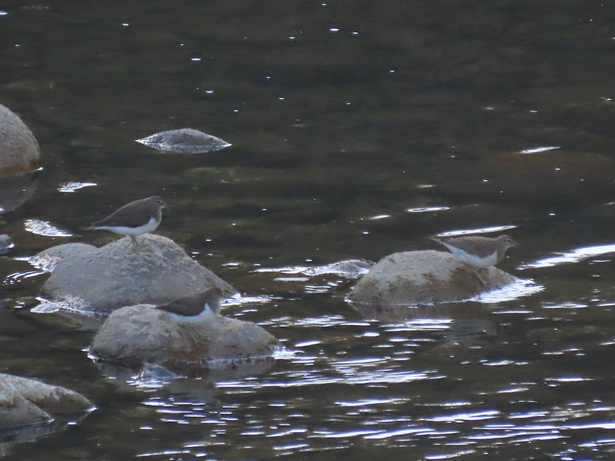 Common Sandpiper - ML601459801