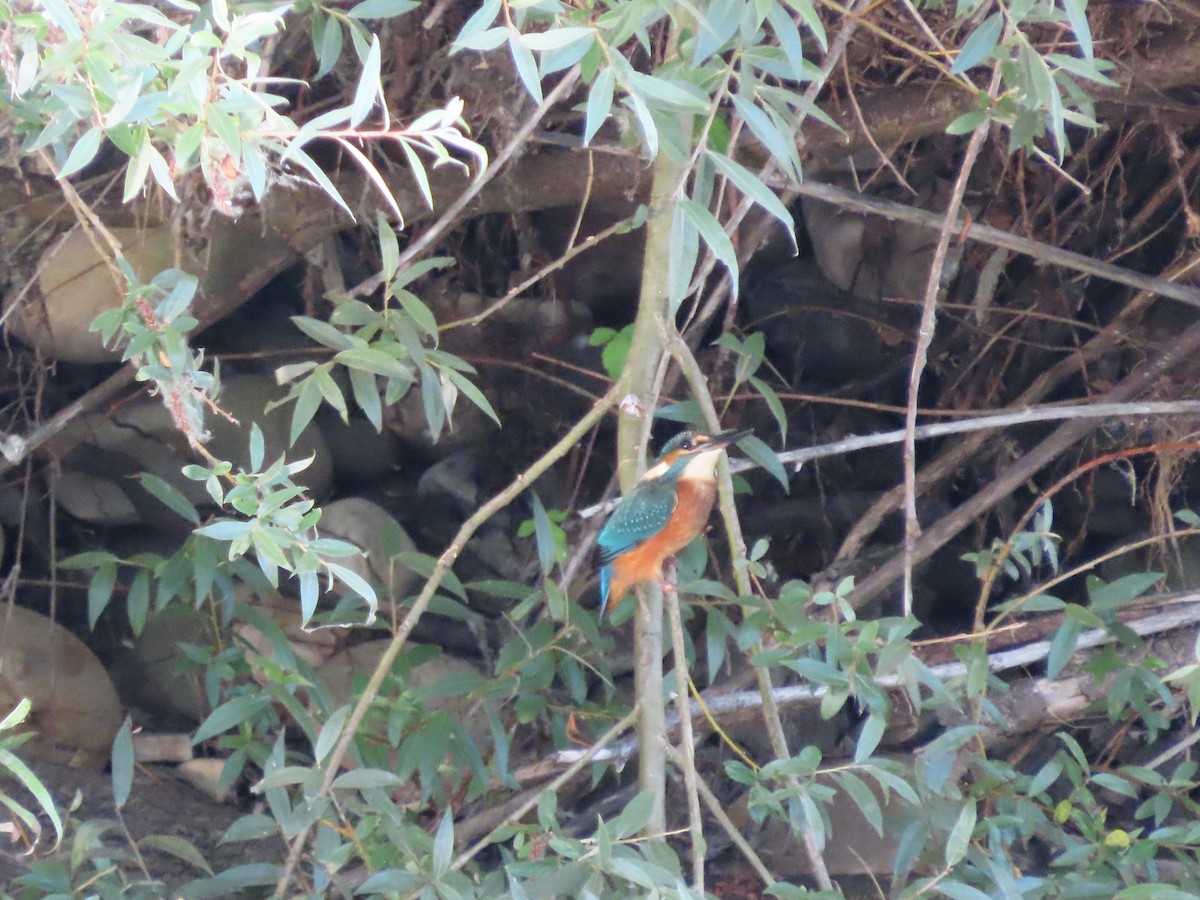 Common Kingfisher - ML601459831