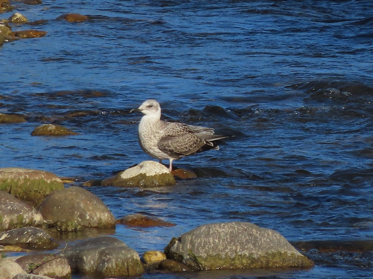 Yellow-legged Gull - ML601459861