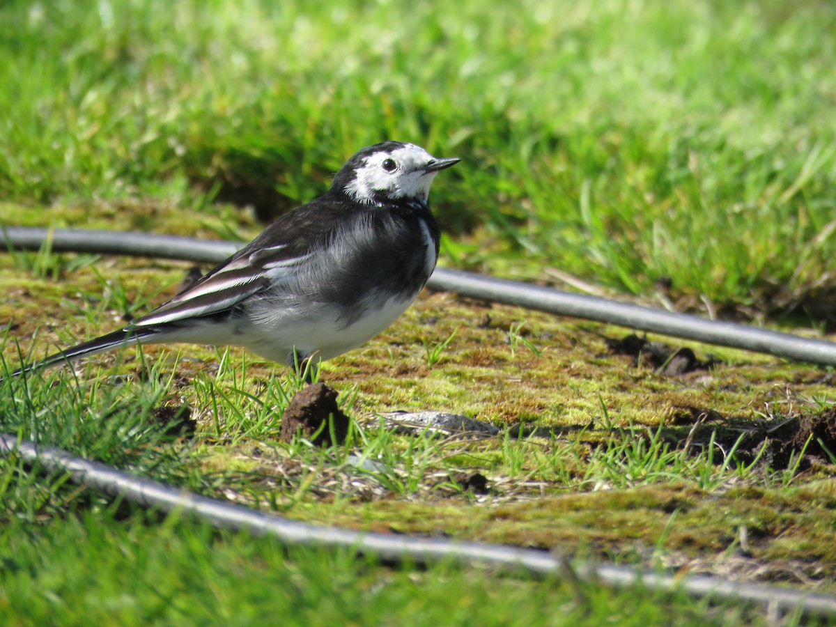 White Wagtail (British) - Joyce Brady