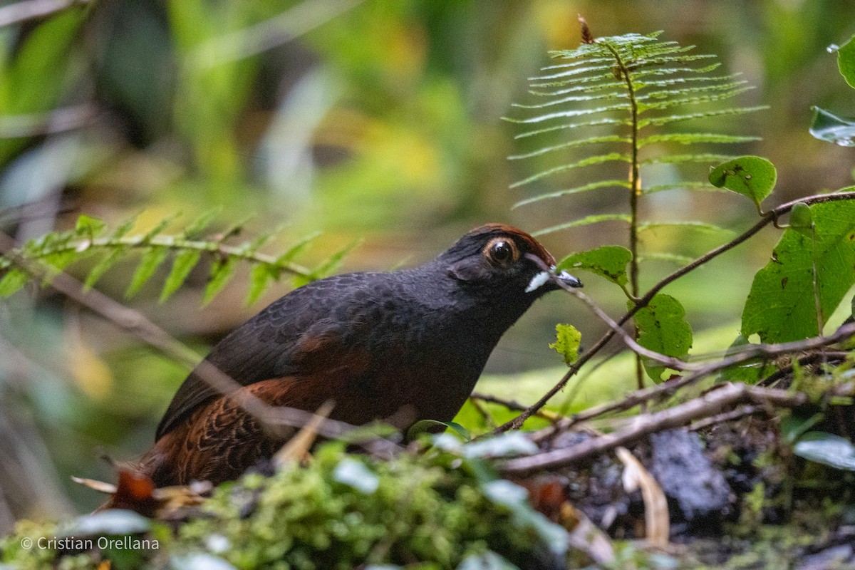 Black-throated Huet-huet - ML601460281