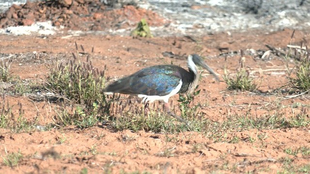 Straw-necked Ibis - ML601460671