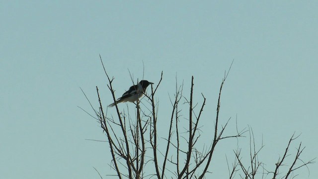 Pied Butcherbird - ML601461941