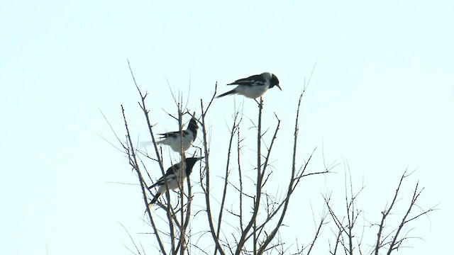Pied Butcherbird - ML601461981