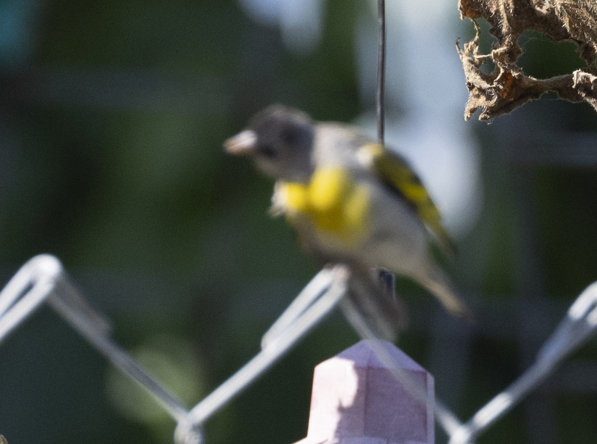 Lawrence's Goldfinch - ML601462031