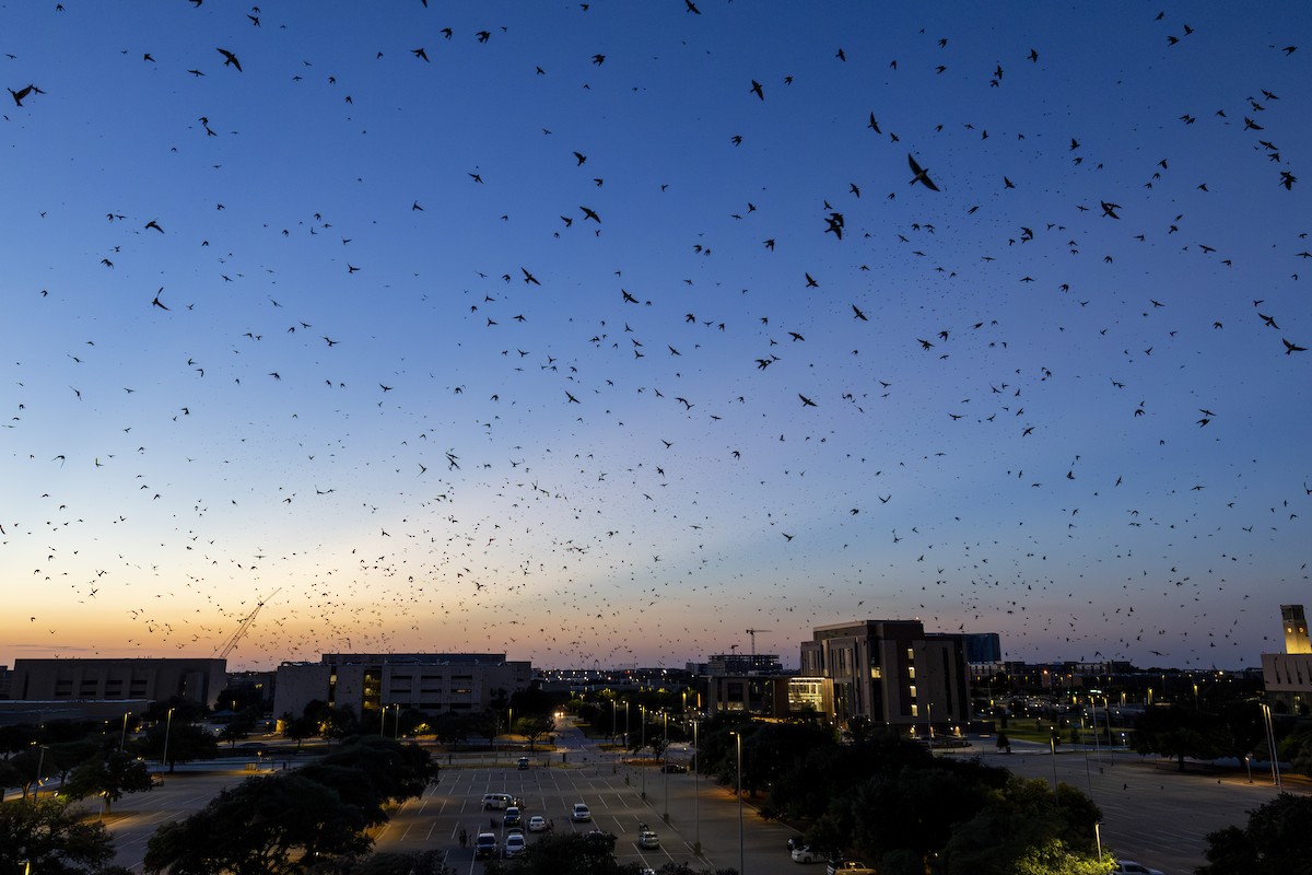 Purple Martin - Jonathan Taffet