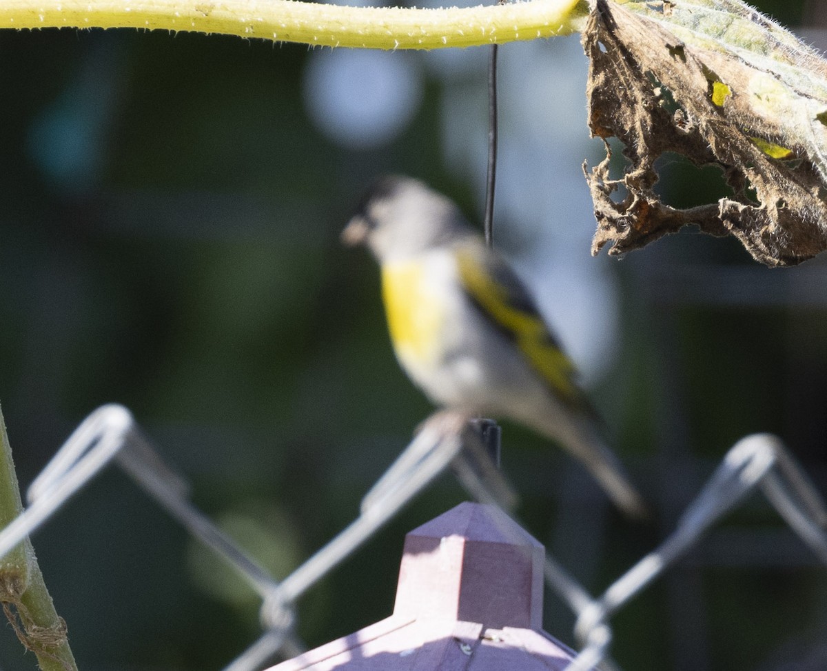 Lawrence's Goldfinch - ML601462051