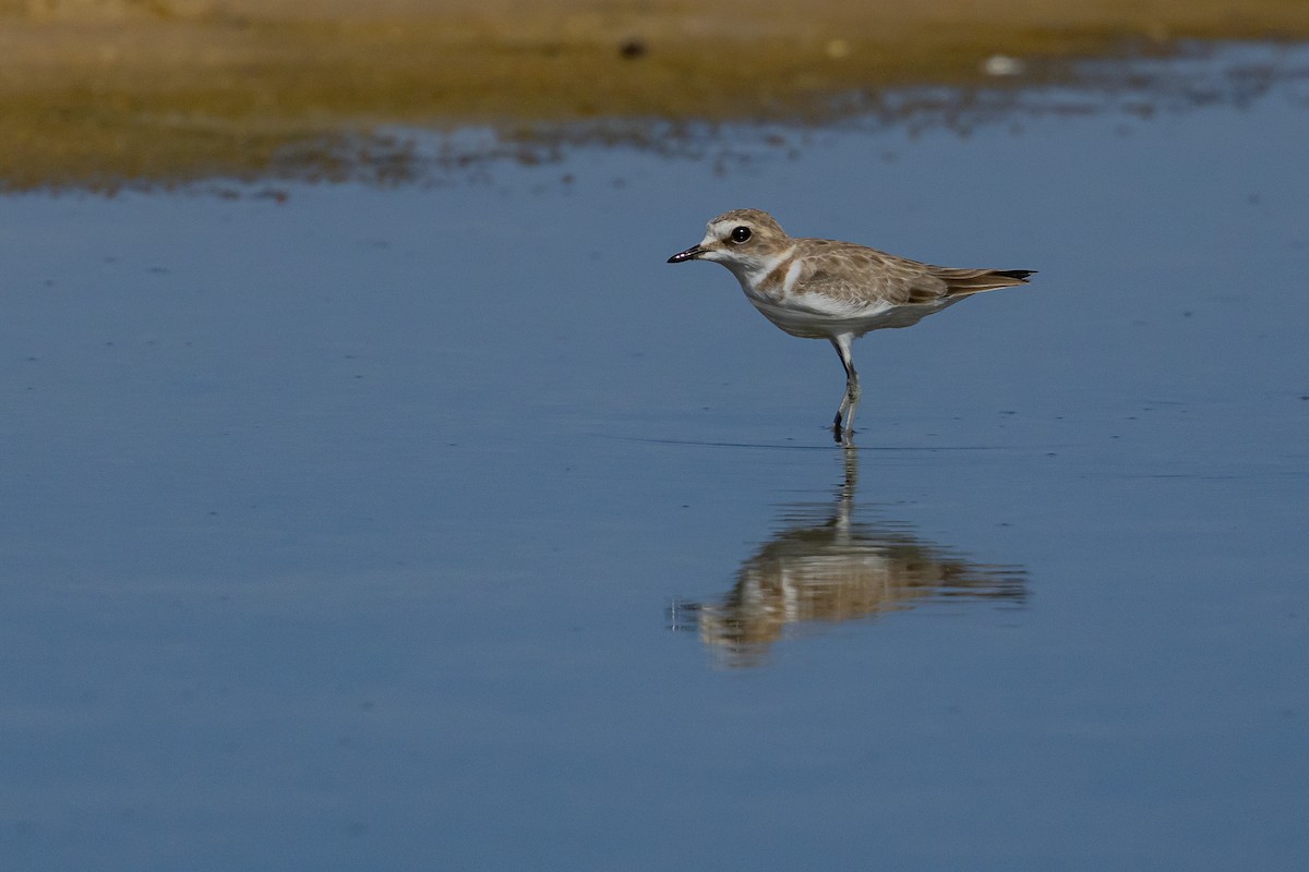 Kentish Plover - Piki Ish-Shalom