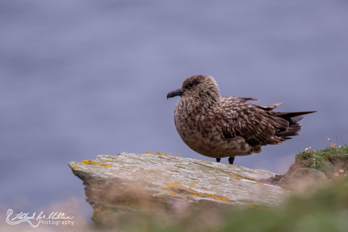 Great Skua - ML601462991