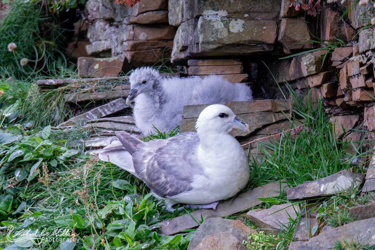 Northern Fulmar - ML601463051