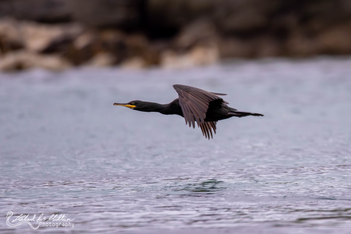 Cormorán Moñudo - ML601463071