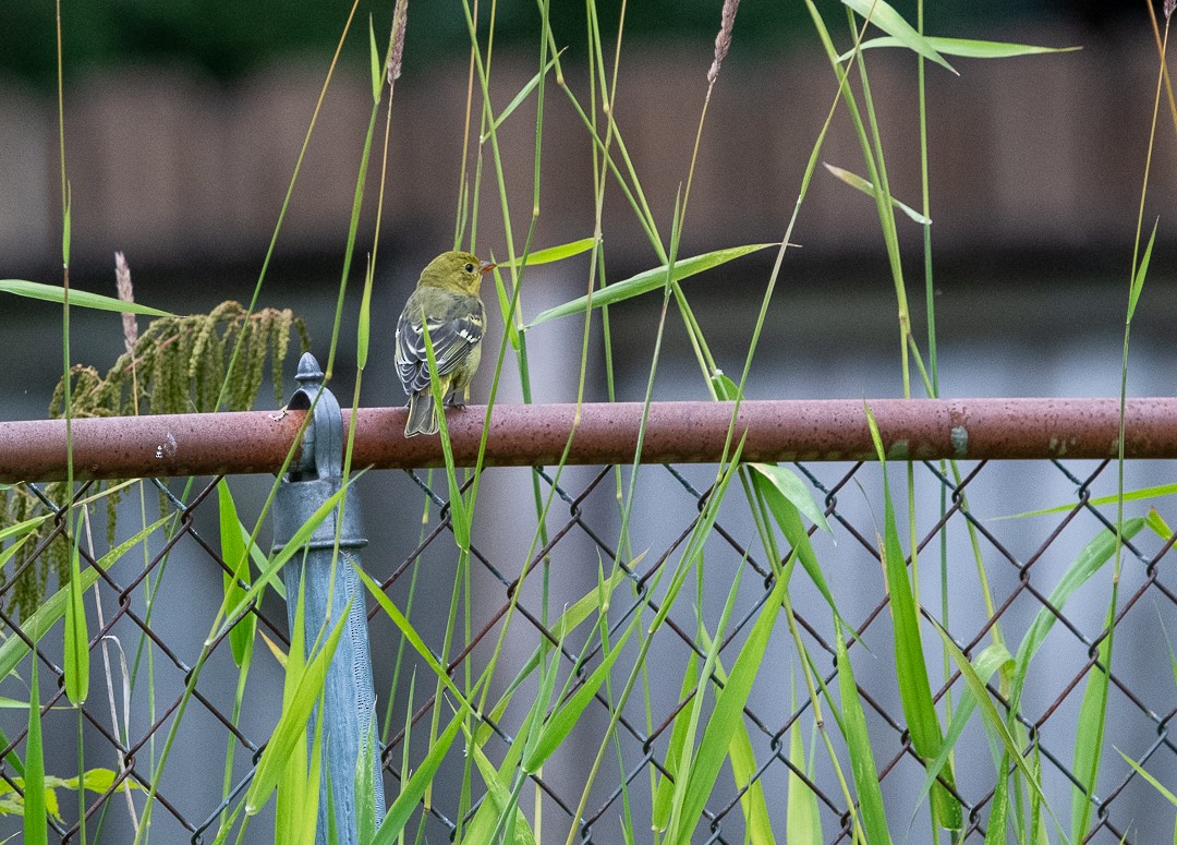 Western Tanager - ML601463141