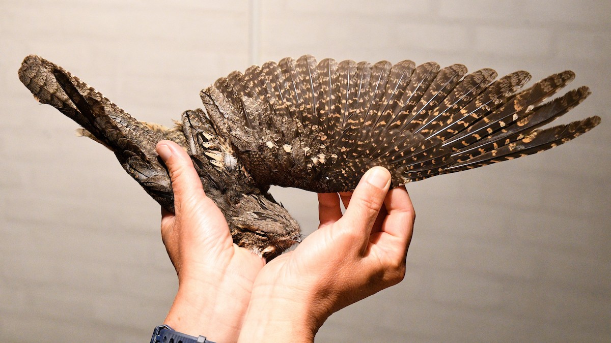 Eurasian Nightjar - ML601463391