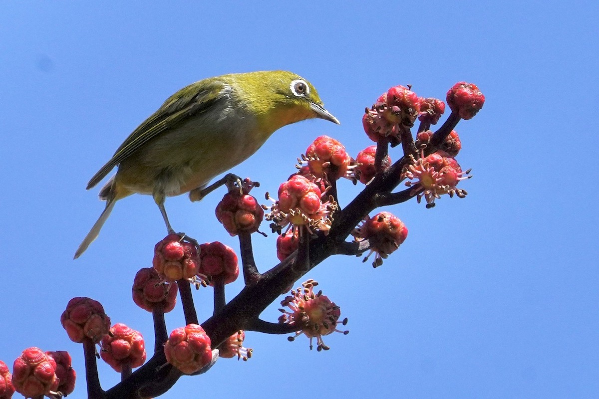 Warbling White-eye - Cliff Halverson