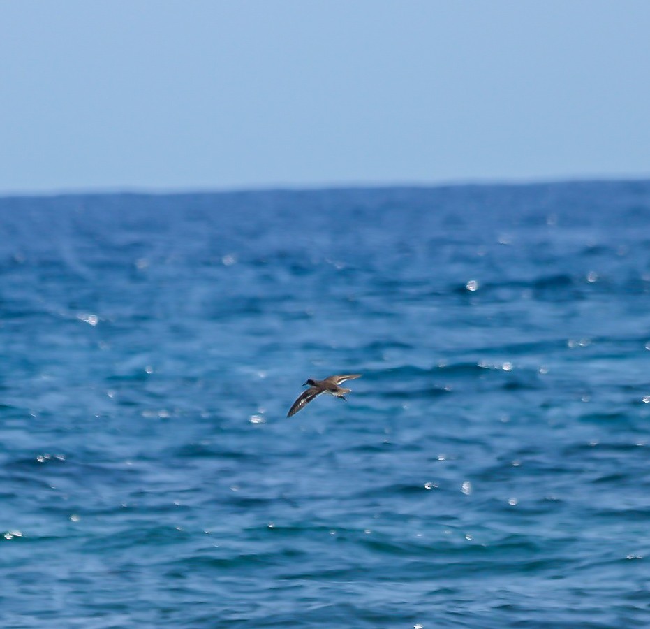 Spotted Sandpiper - ML601464061