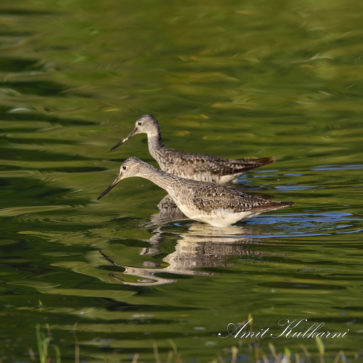 Greater Yellowlegs - Amit Kulkarni