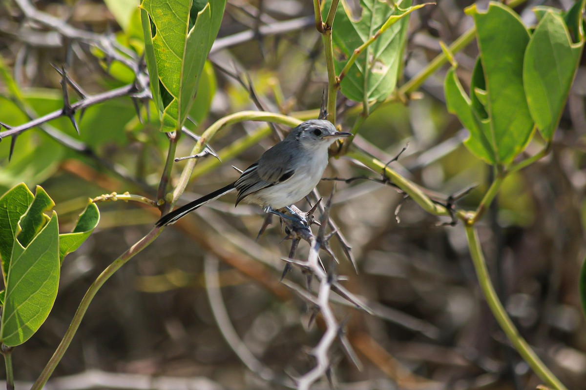 Cuban Gnatcatcher - ML601464711